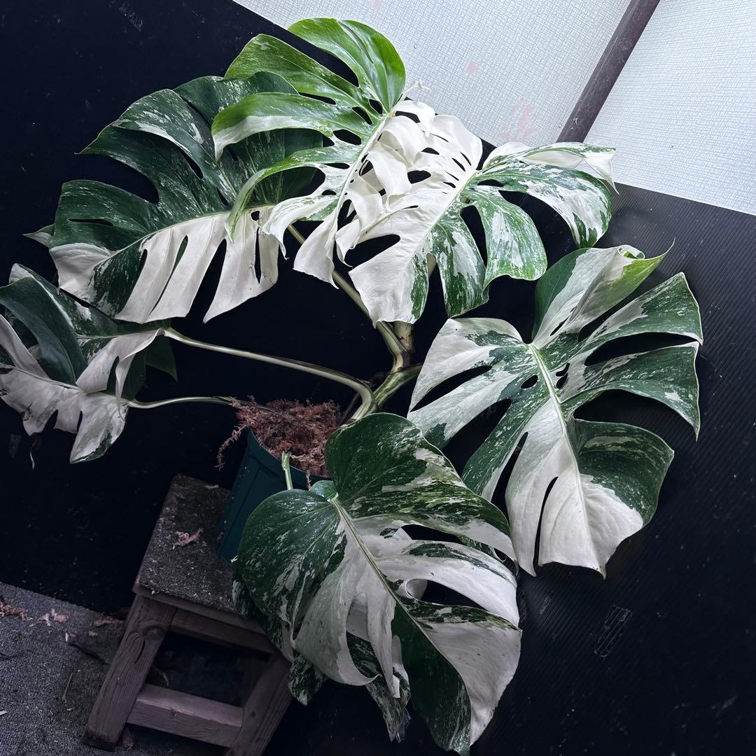 斑入りモンステラ ホワイトタイガー極美大株69cm白斑多