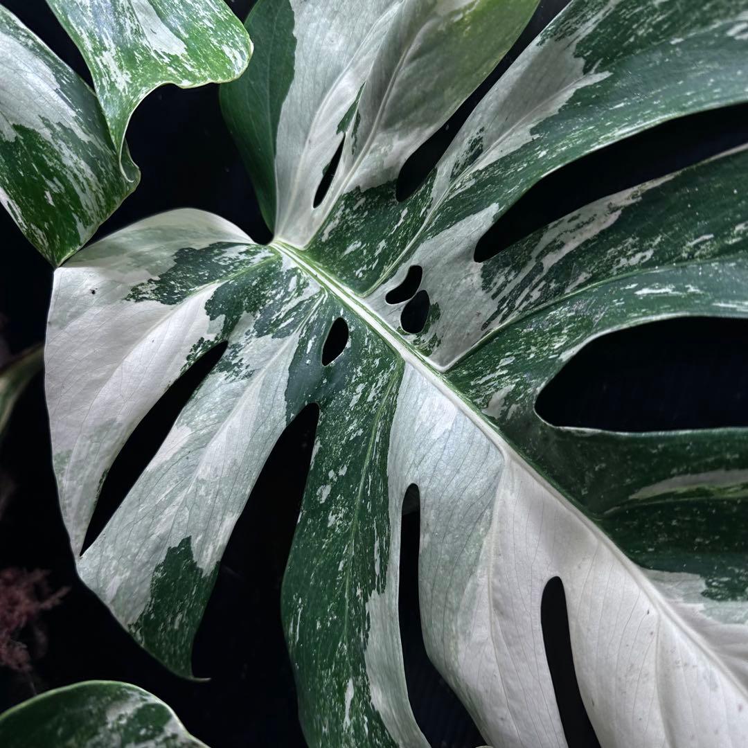 斑入りモンステラ ホワイトタイガー極美大株69cm白斑多