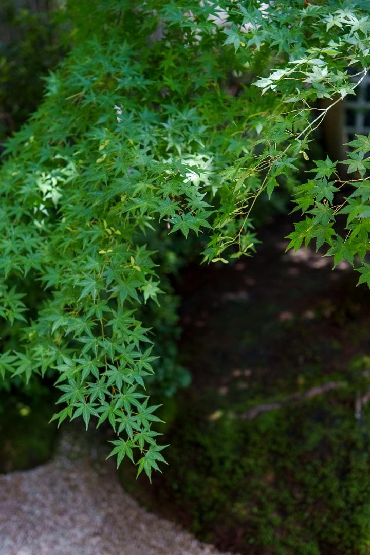 Mirainofutuu様 SONY FE 24mm F1.4 GM