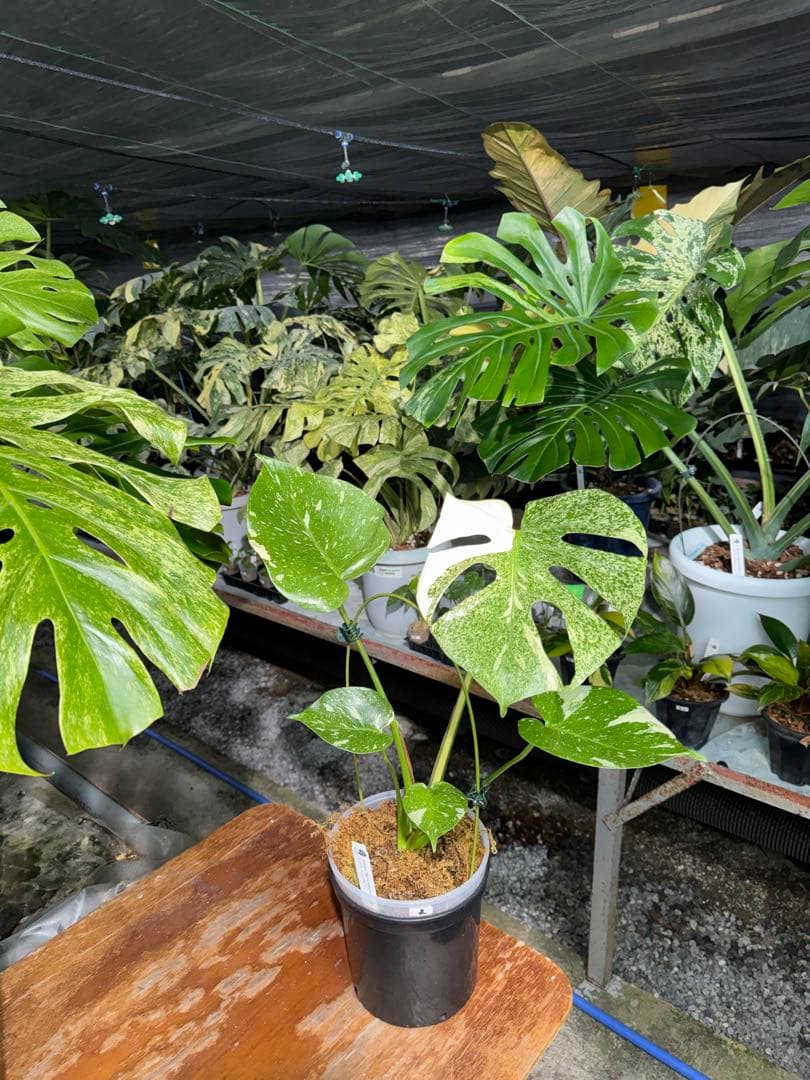 ご*ら様 2-1モンステラ　タイコンステレーション　スターライト