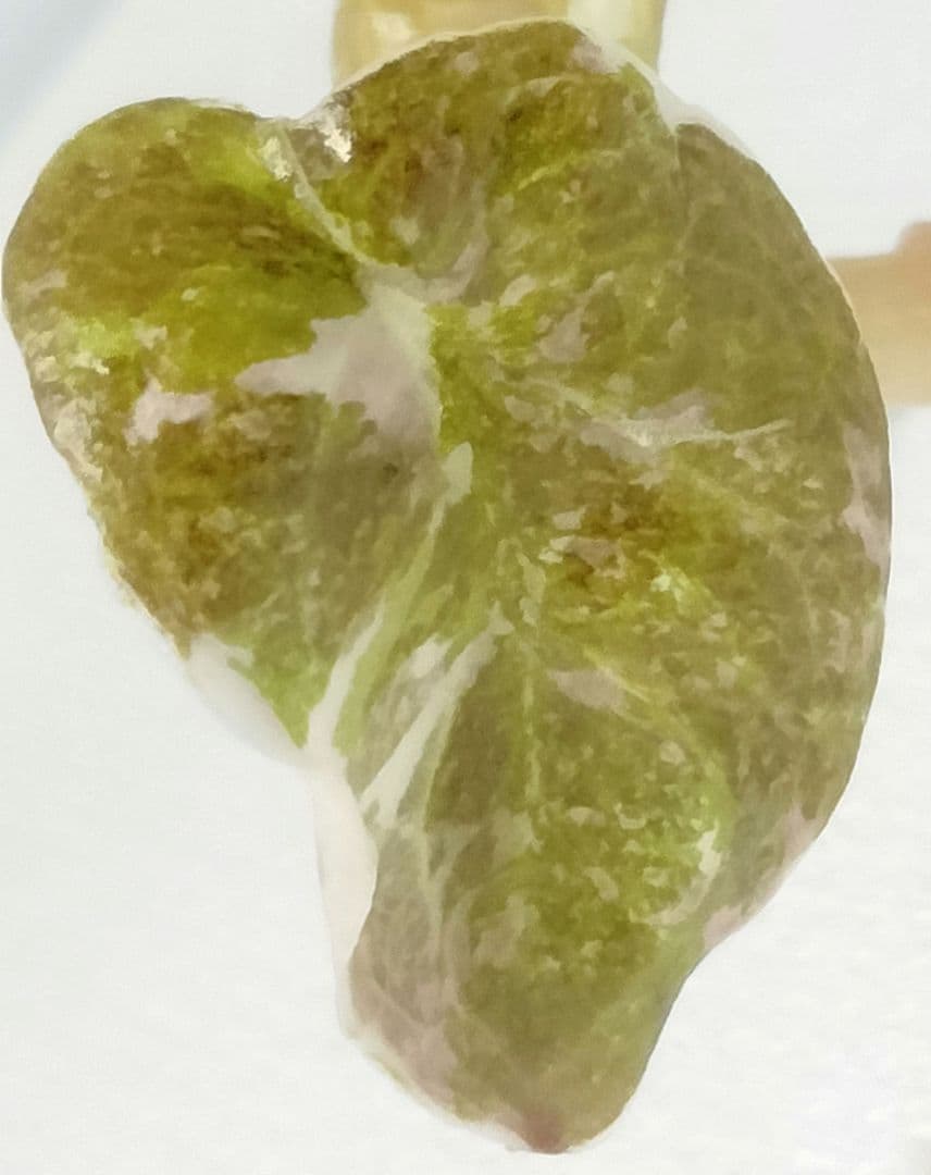 アロカシア クプレア ピンク斑入り Alocasia Cuprea Pink