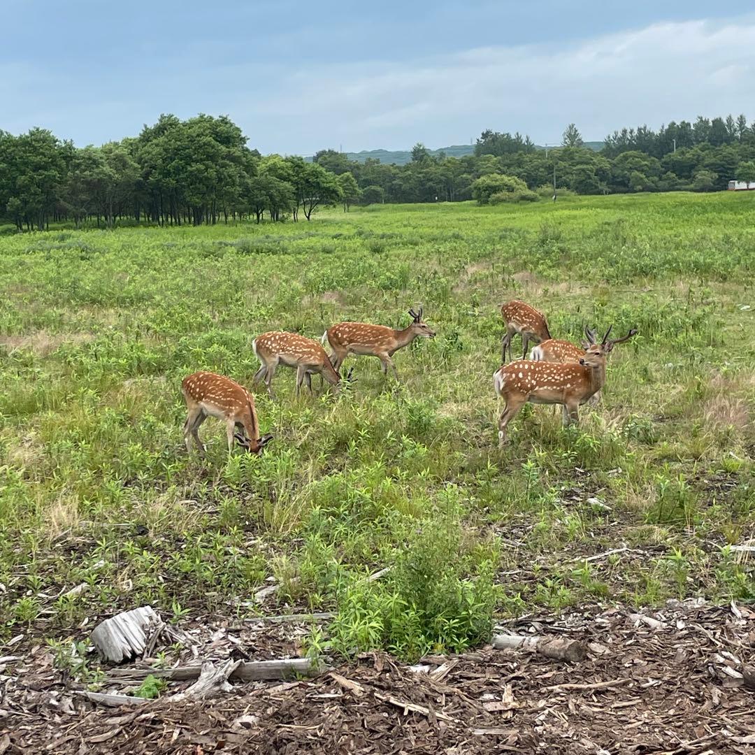鹿ジャーキー犬用2.８キロ＆鹿ジャーキー犬用 アキレス腱1.２キロ