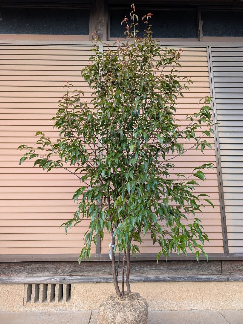 常緑エゴノキ（トキワエゴノキ）株立　約1.6m　①