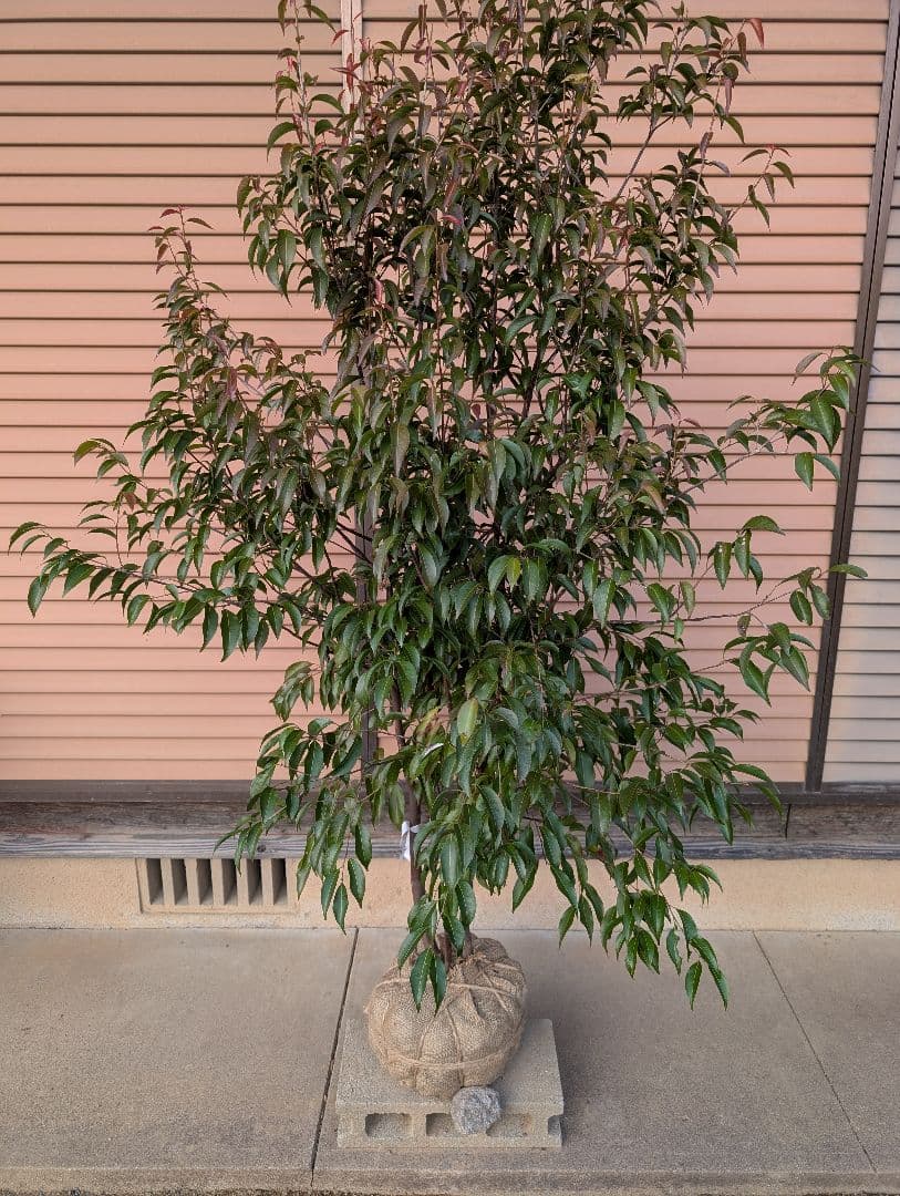 常緑エゴノキ（トキワエゴノキ）株立　約1.6m　①