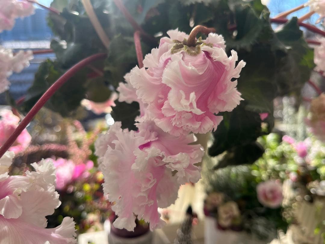 シクラメンフローエル(๑˃̵ᴗ˂̵)