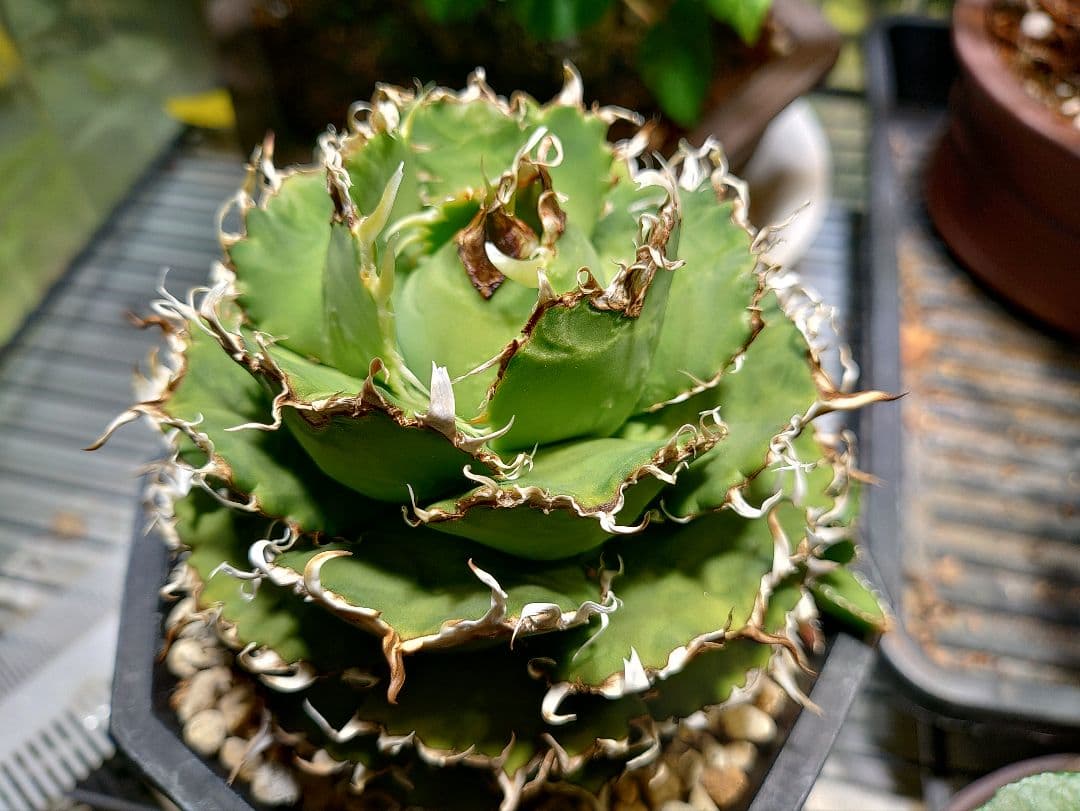 アガベ　フィリグリー　メルカリ便　子株付き