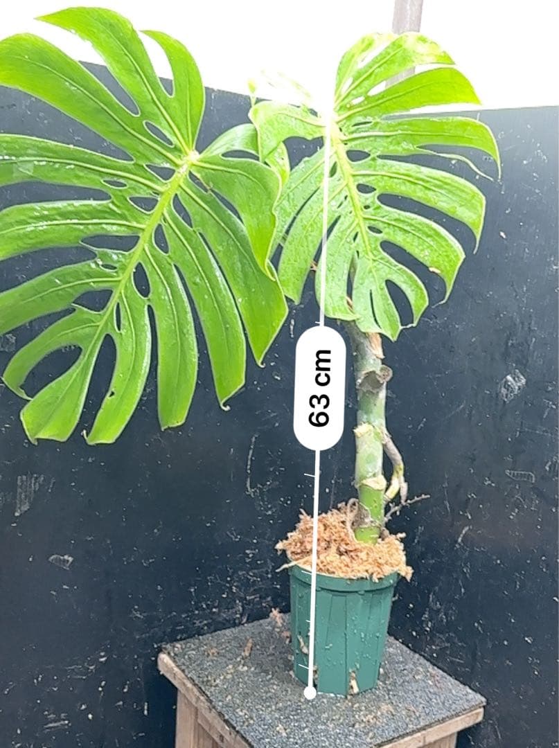 ゆ*う様 モンステラデリシオーサマクロコズム超希少系統鉢植え63㎝