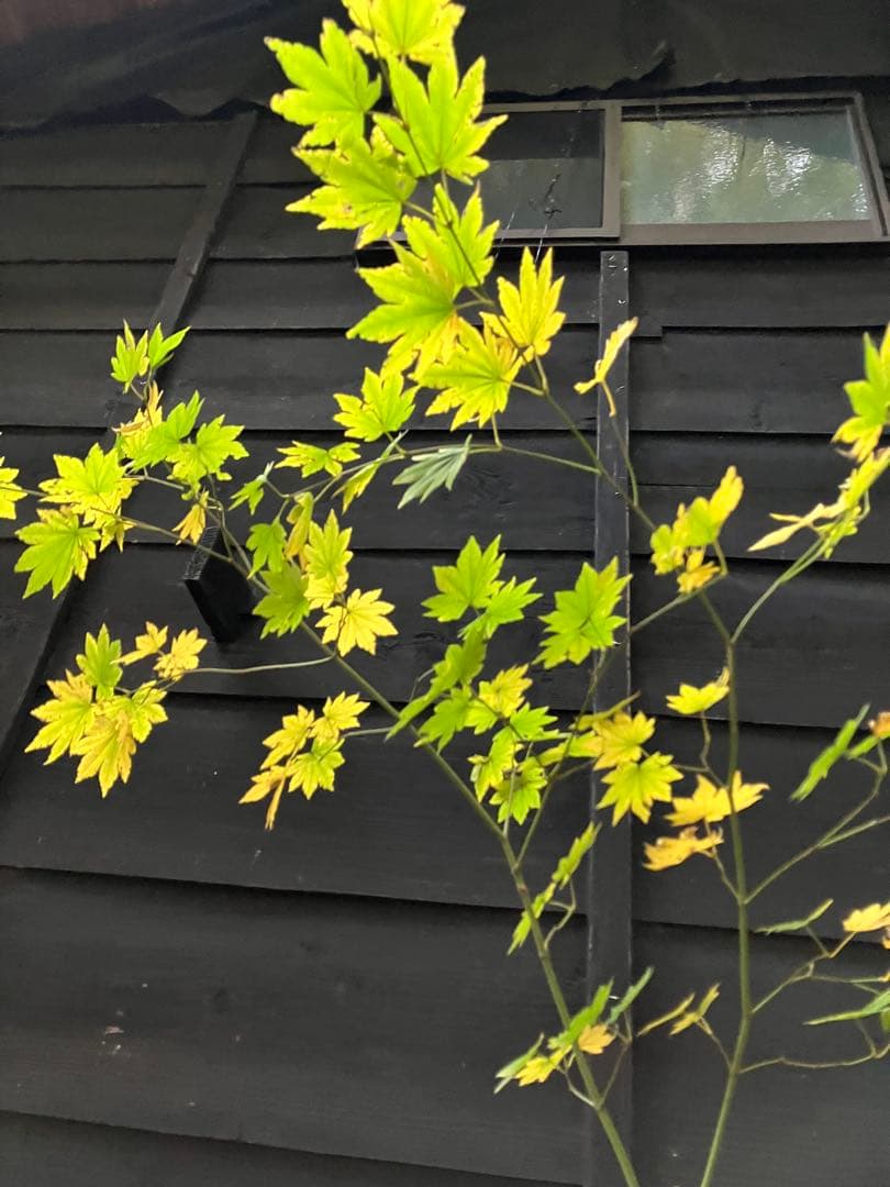 203 山採り　コハウチワカエデ