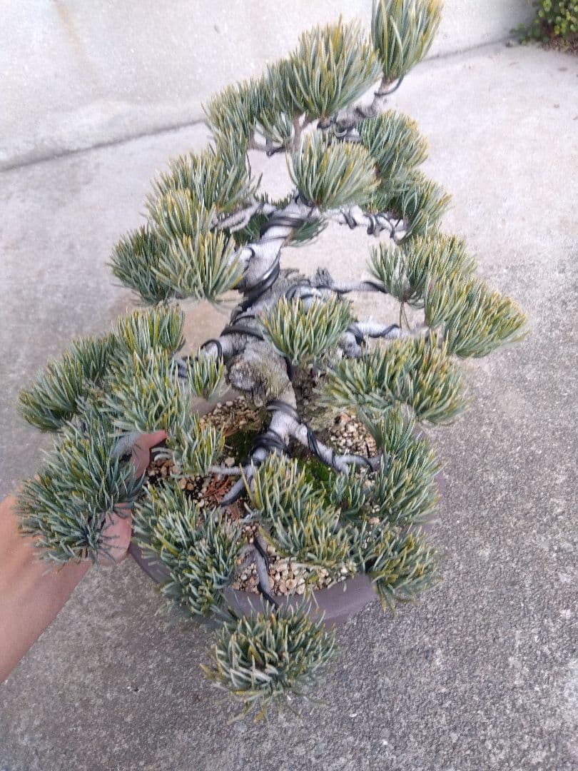 五葉松　盆栽　極太❗良樹形❗8号陶器鉢つき　③