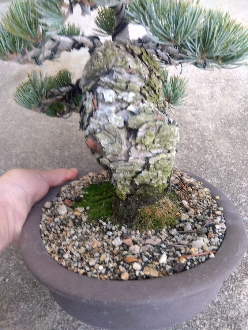 五葉松　盆栽　極太❗良樹形❗8号陶器鉢つき　③