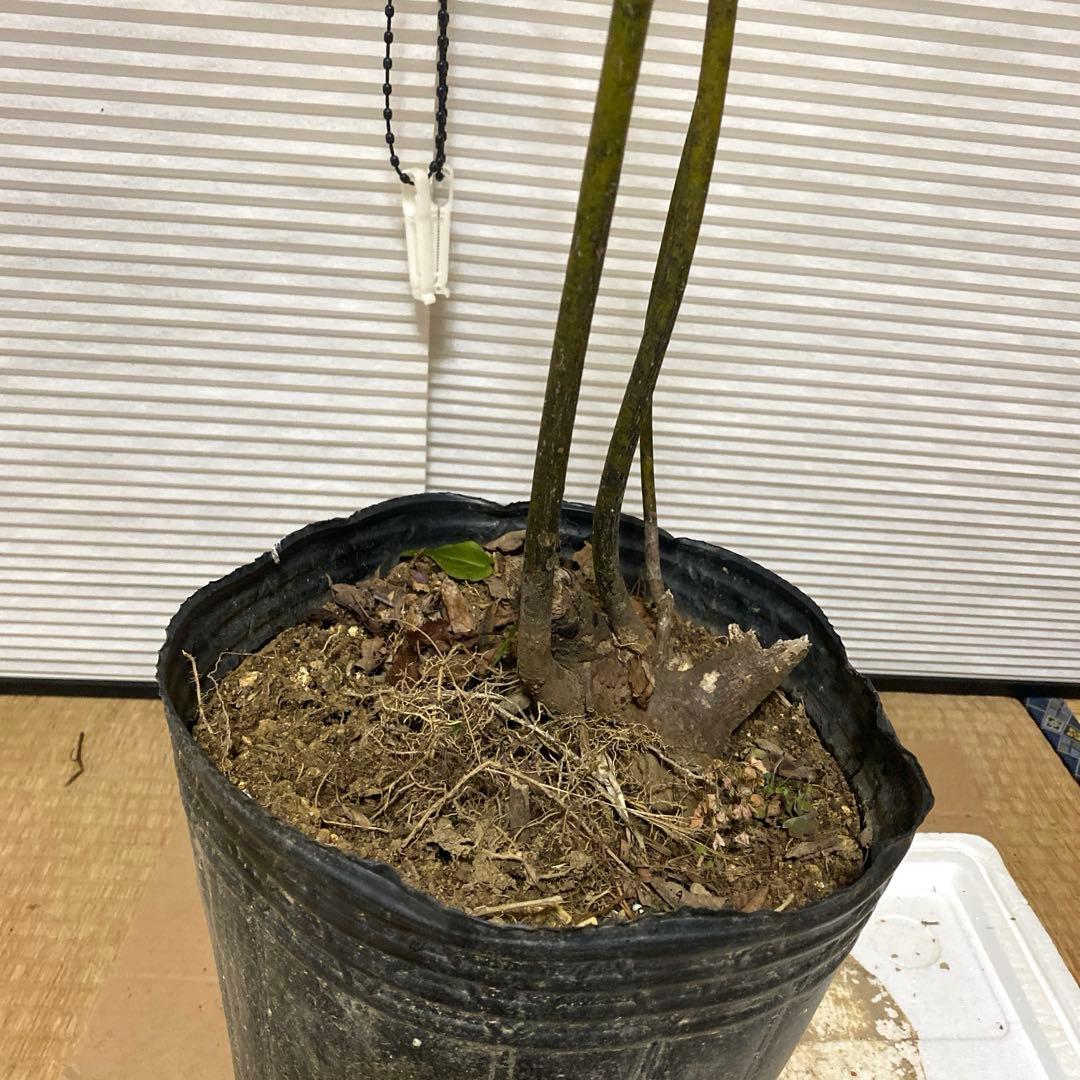 山採り　クロモジ　黒文字　クロモジ苗木 No1