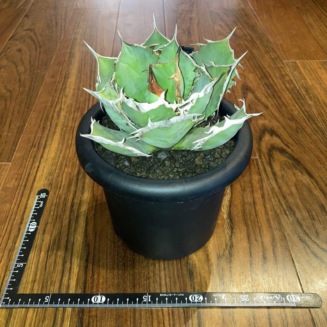 アガベ オテロイ オアハカ メキシコ産 現地株【現品・菊鉢付タグ付・メルカリ便】
