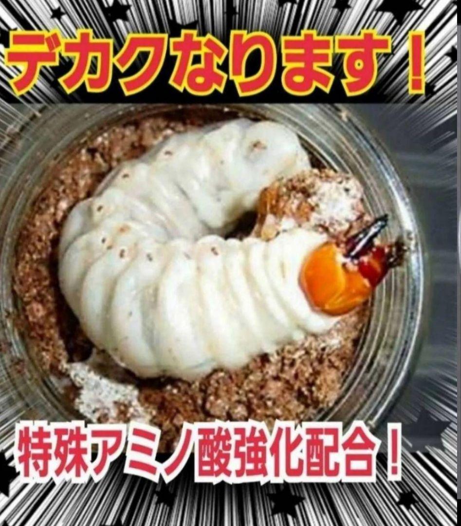ヒマラヤひらたけ菌糸カップ【50個セット】初令、2令幼虫専用栄養添配合！