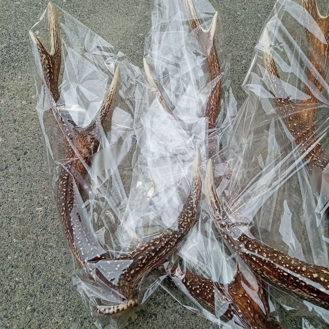 鹿の角 5本セット