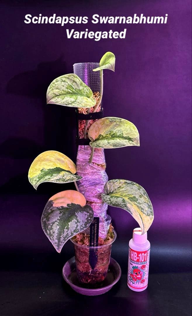 スキンダプサス・スワーナブミ 斑入り 大株　1