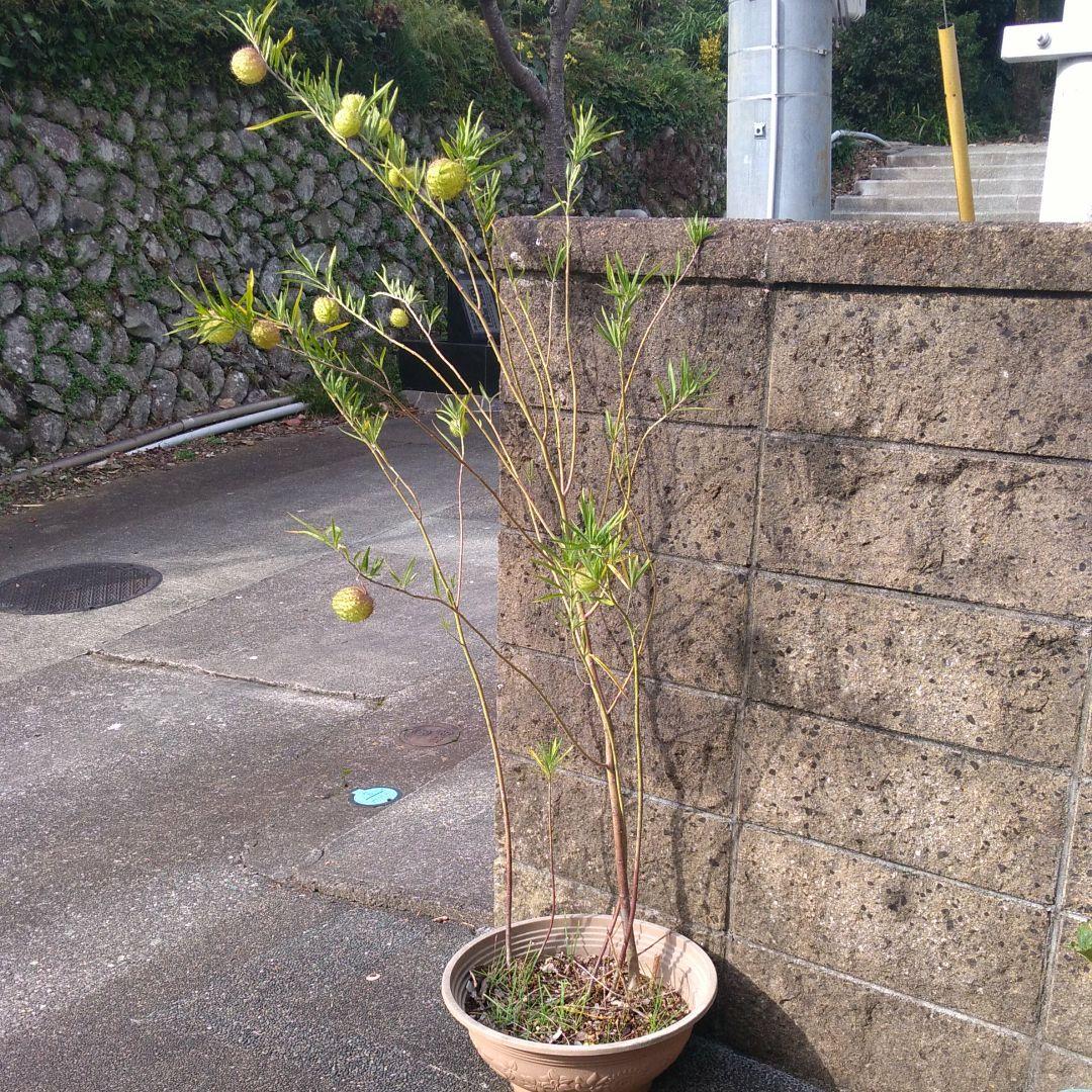 ご存知ですか?