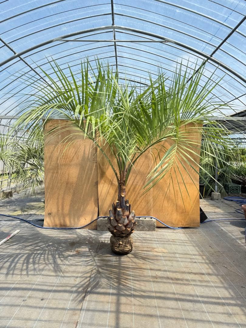 ココスヤシシルバーリーフ【極太】葉先230cm幹回り110cm 幹高50cm