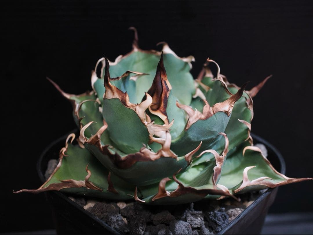 アガベ　ハデス　中株