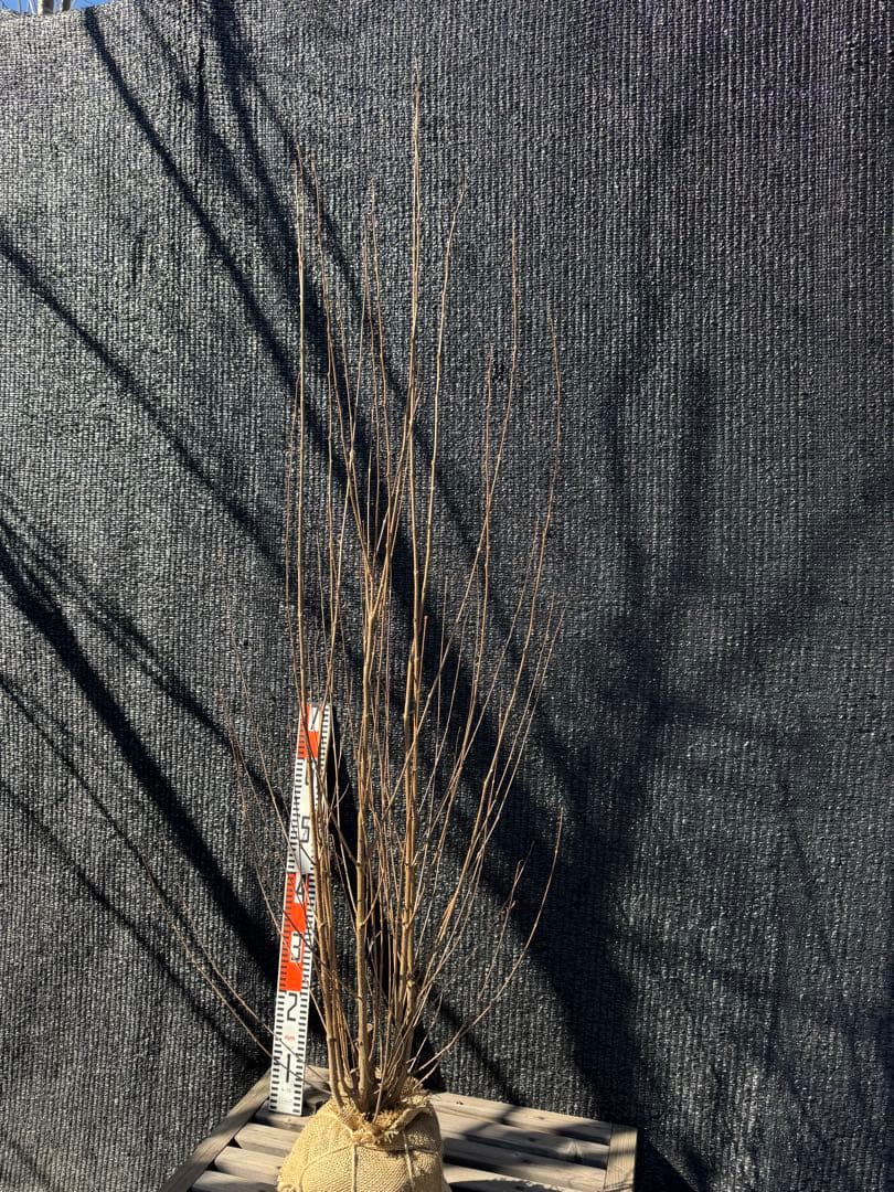 桂（カツラ）植木　庭木　【品番3545】