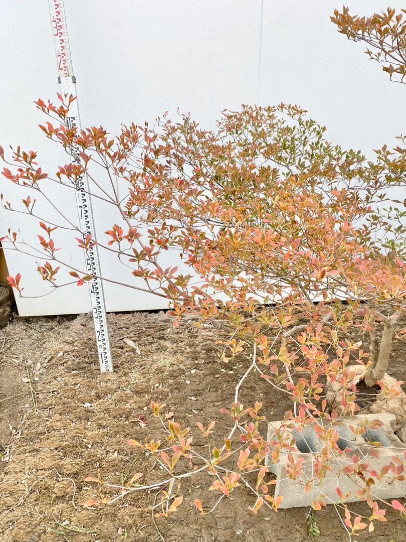 山採りドウダンツツジ　白花/817