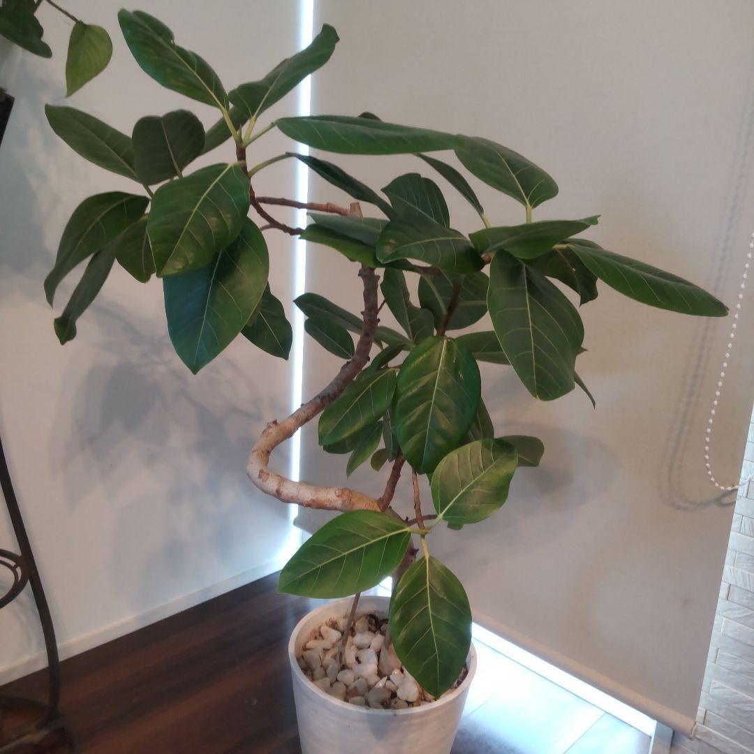 フィカス セアラート鉢付き