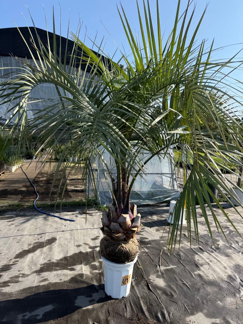 ココスヤシシルバーリーフ【極太】葉先180cm幹回り110cm 幹高30cm