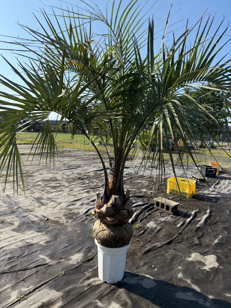 ココスヤシシルバーリーフ【極太】葉先180cm幹回り110cm 幹高30cm