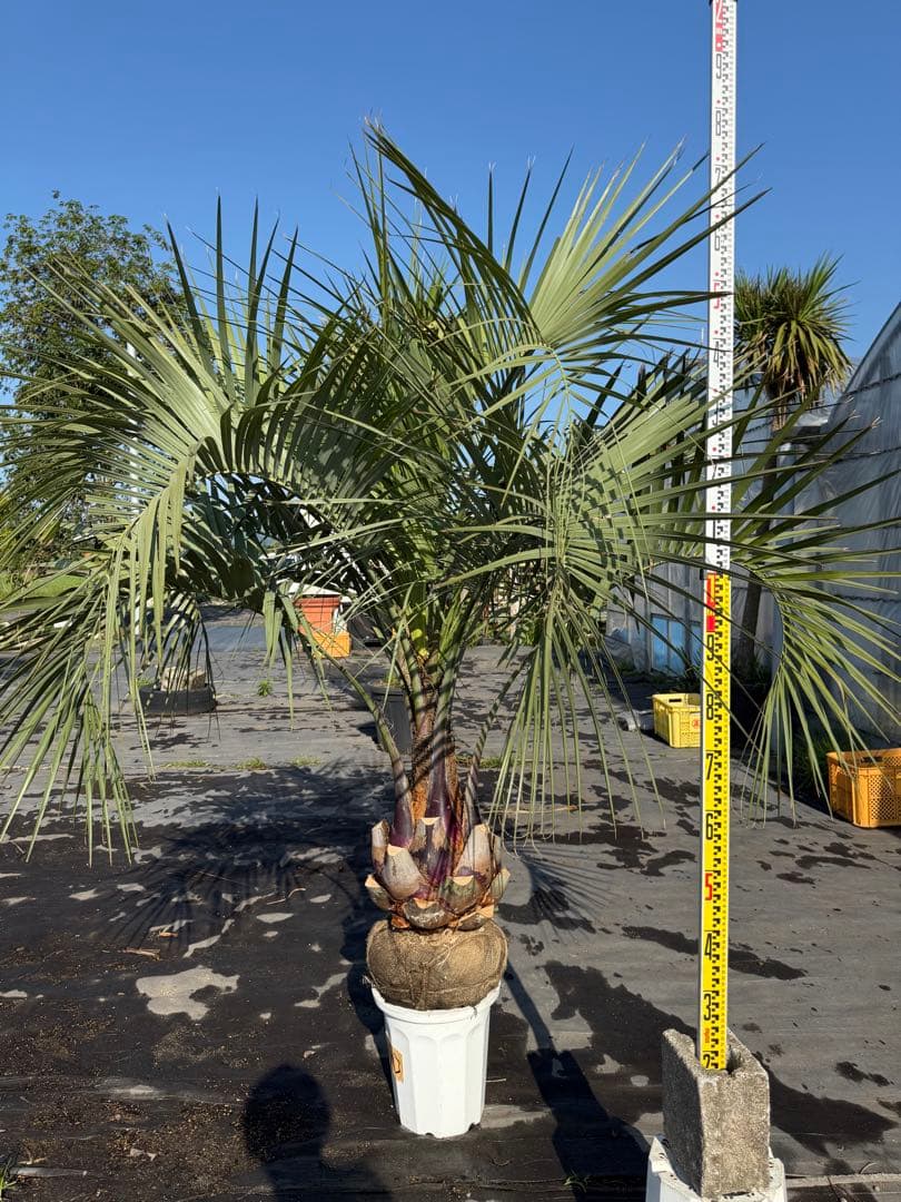 ココスヤシシルバーリーフ【極太】葉先180cm幹回り110cm 幹高30cm