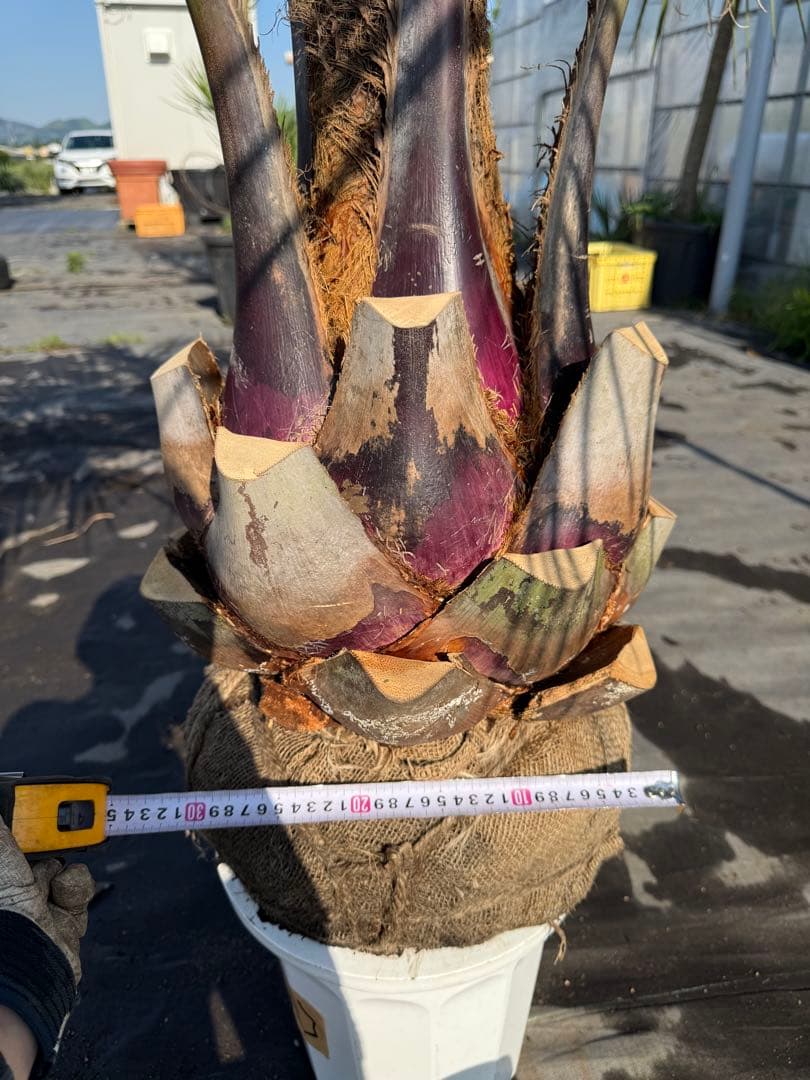 ココスヤシシルバーリーフ【極太】葉先180cm幹回り110cm 幹高30cm