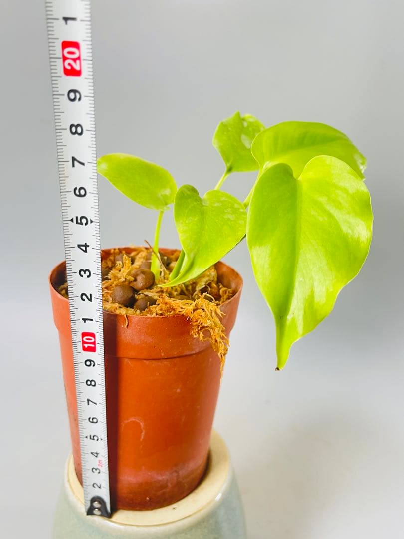 トシ　Lemon Lime ＊Mint Siam