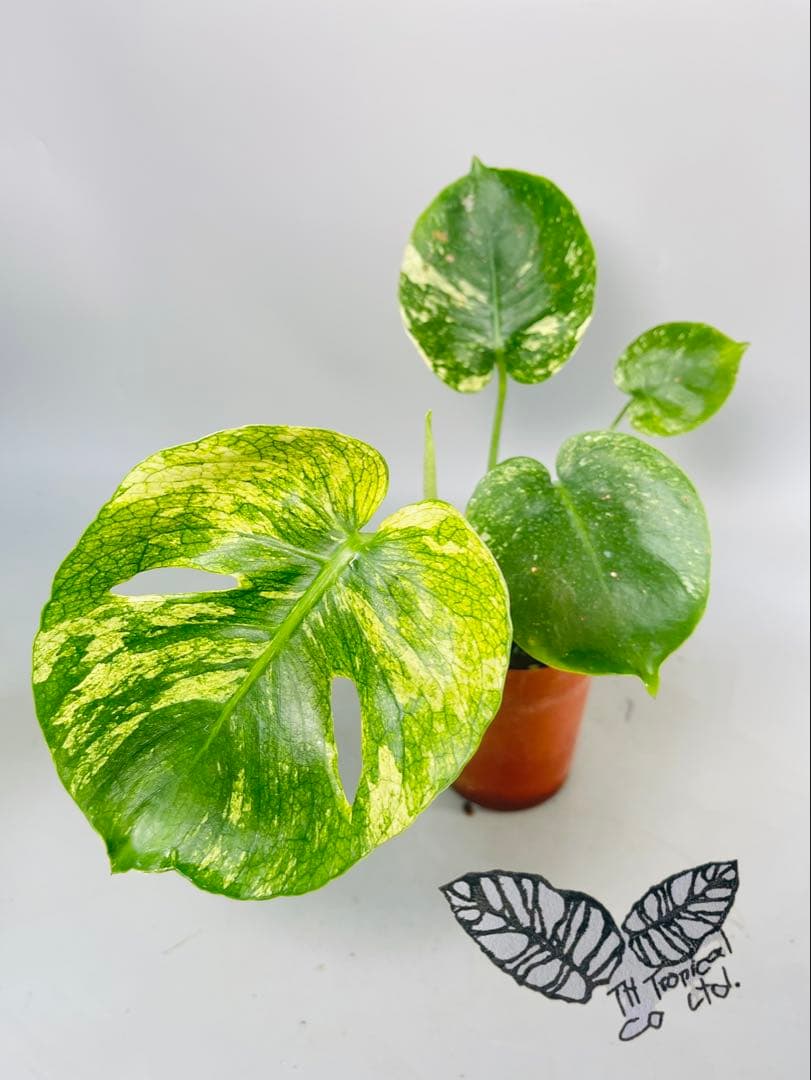 トシ　Lemon Lime ＊Mint Siam