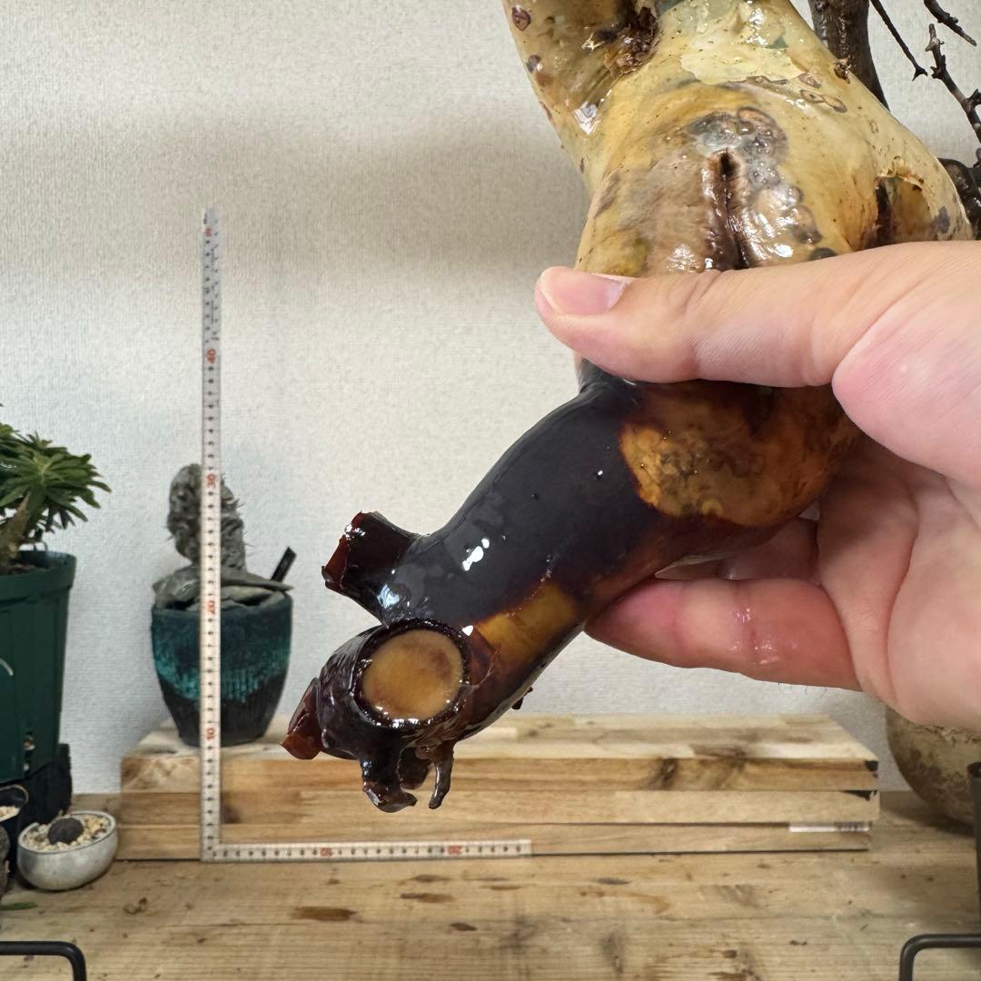 K95 コミフォラ ピュア カタフ ソマリア 現地株 新着 下処理済み