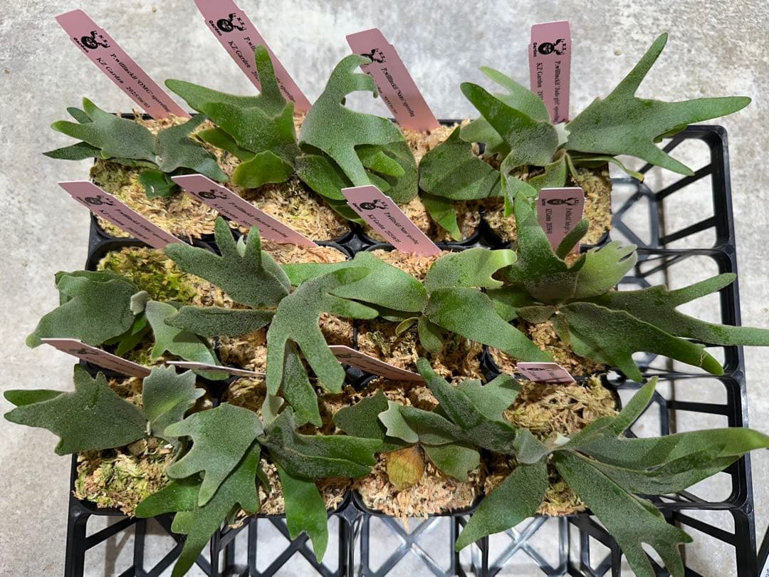 m*a様 【人気ドワーフ4種12株セット②】P.willinckii系 ビカクシ