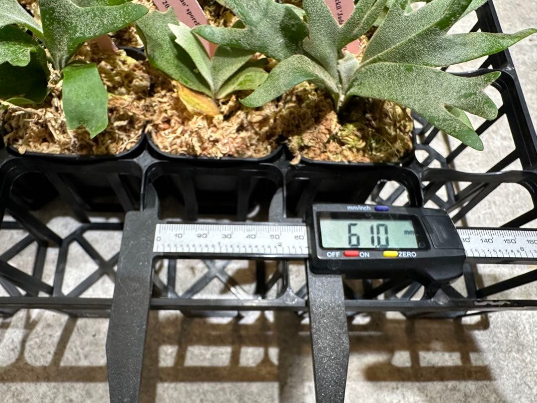 m*a様 【人気ドワーフ4種12株セット②】P.willinckii系 ビカクシ