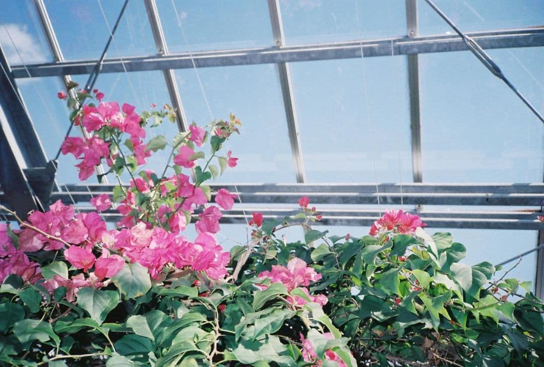 Nikon AF 35mmフィルムカメラ