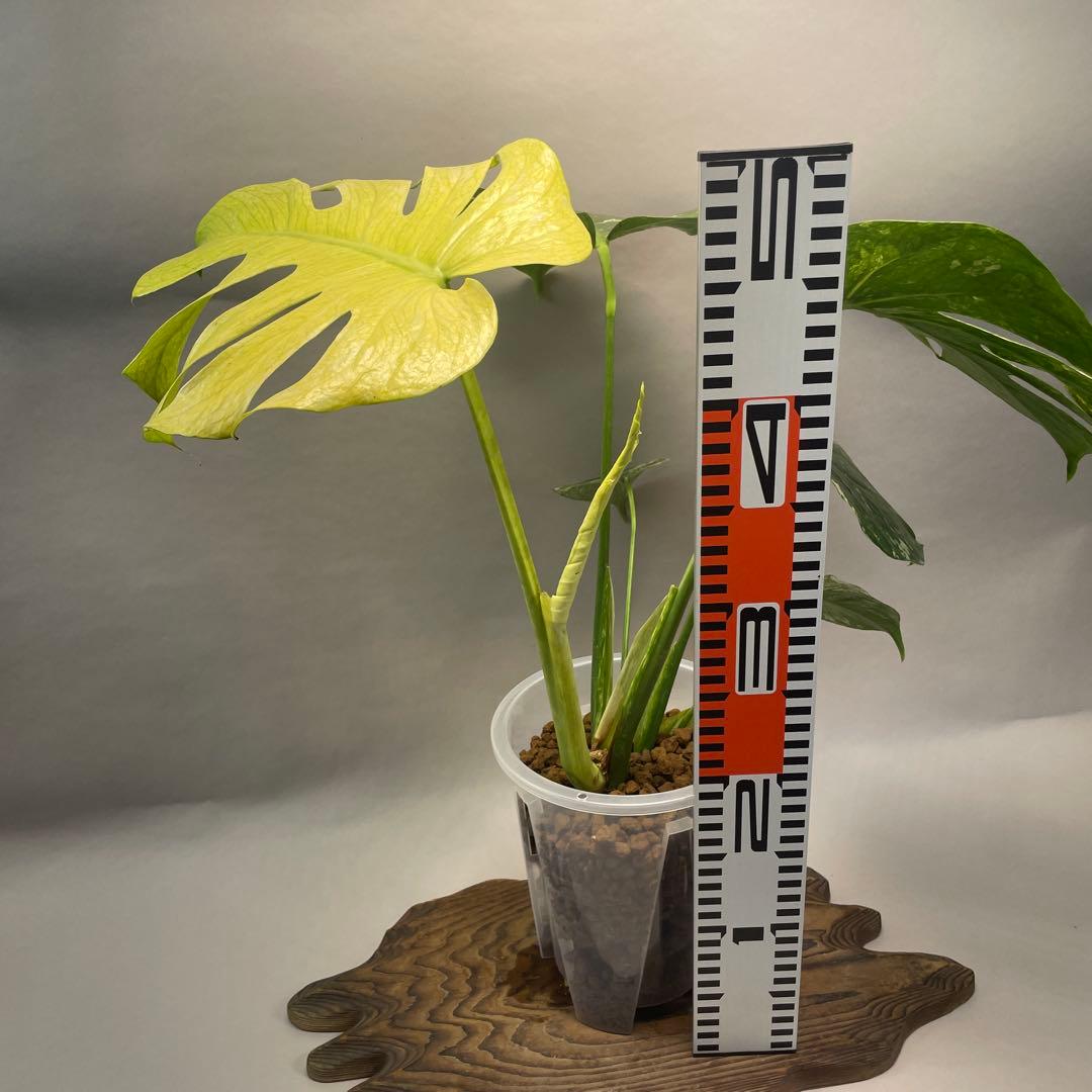 a105ホワイトモンスター 天津蘭 モンステラ斑入り