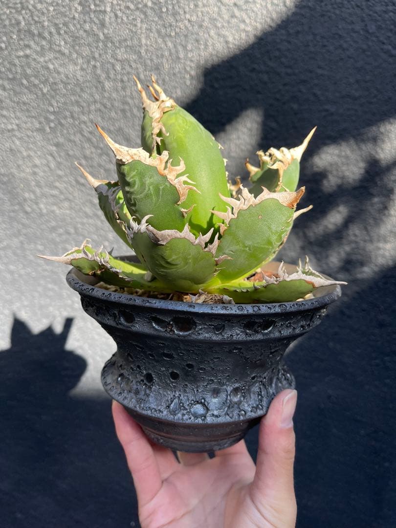 アガベ　海王　作家鉢のまま　カタチ製作所