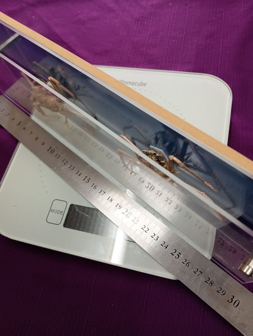 平家怨霊サムライ人面蟹稀少レアリアル立体リアル標本横幅３０Ｘ縦１０センチ置物