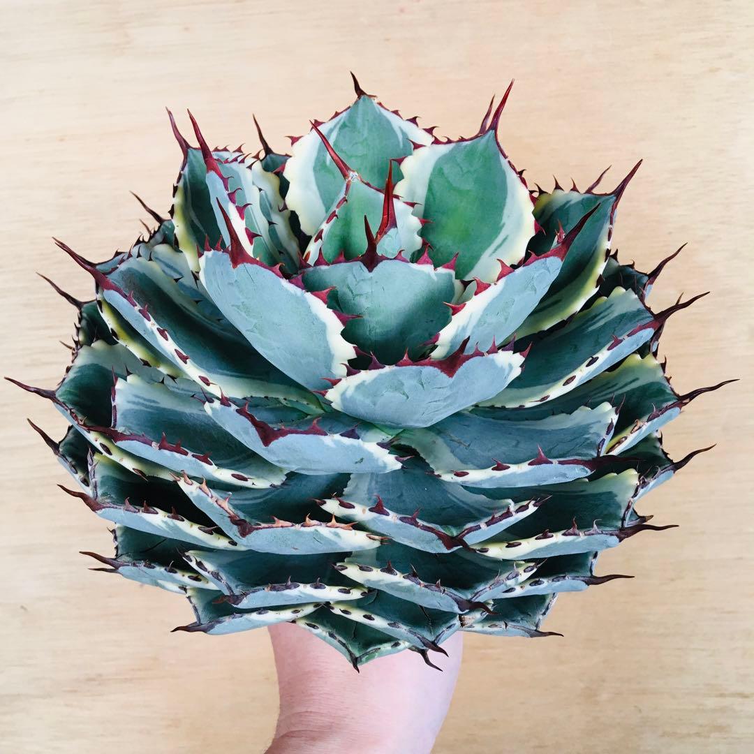 【稀少】アガベ 吉祥冠錦 九段 TC株 極上大株