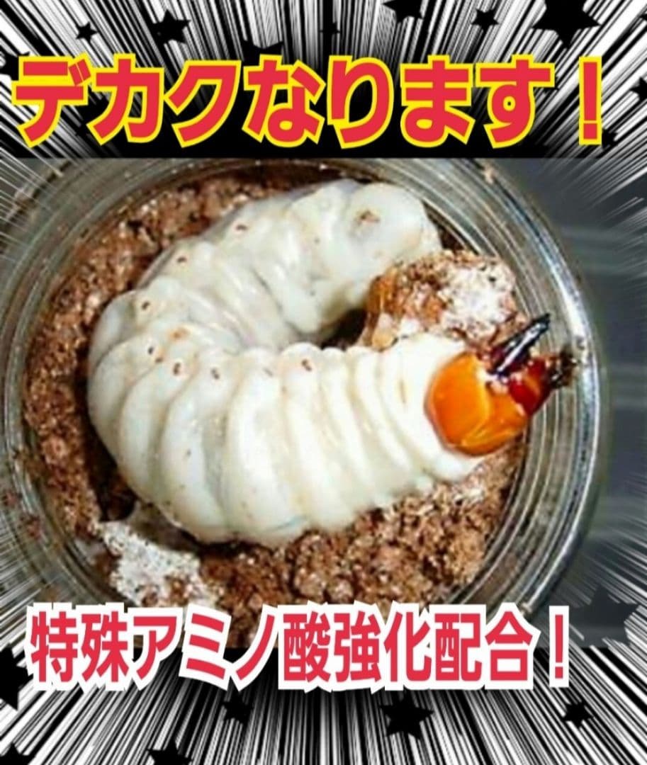 ヒマラヤひらたけ菌糸瓶1500ml 【５本】トレハロース、キトサン強化配合！