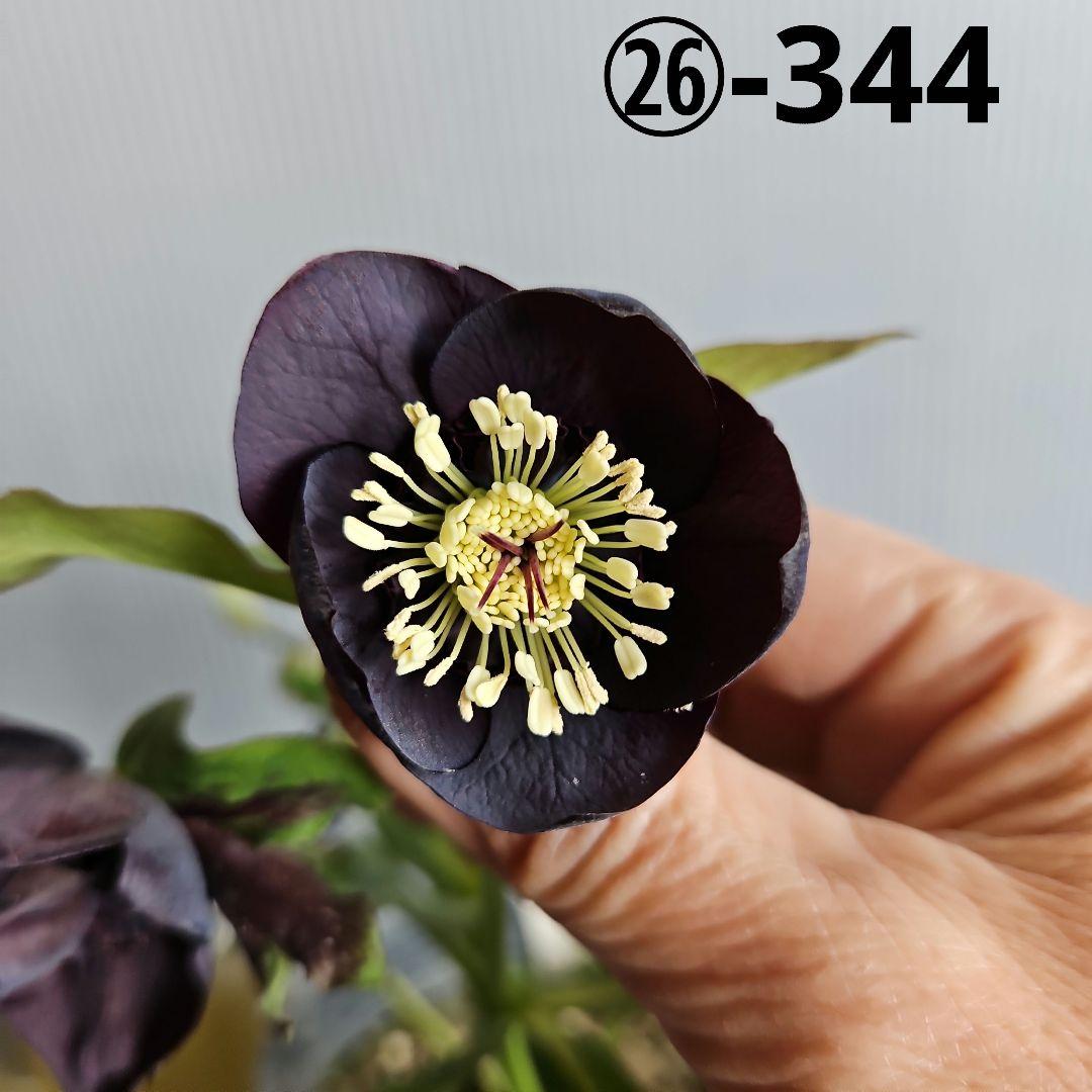 ㉖-344クリスマスローズ