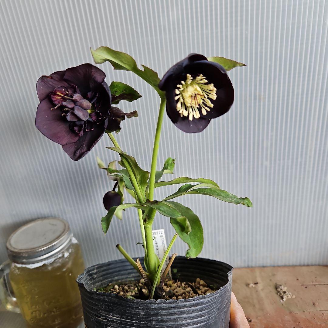 ㉖-344クリスマスローズ