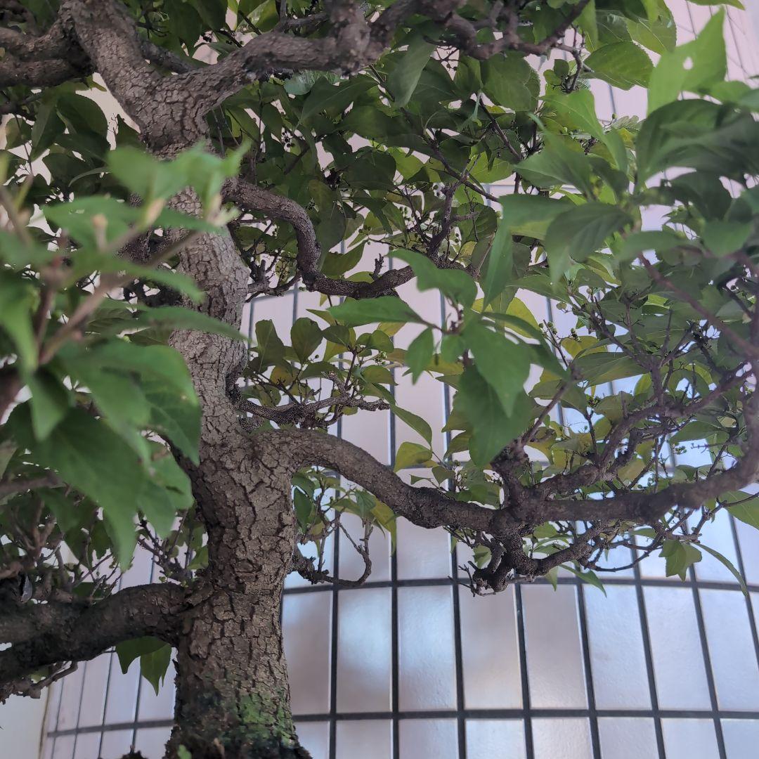 りょう 盆栽 紫式部 実沢山