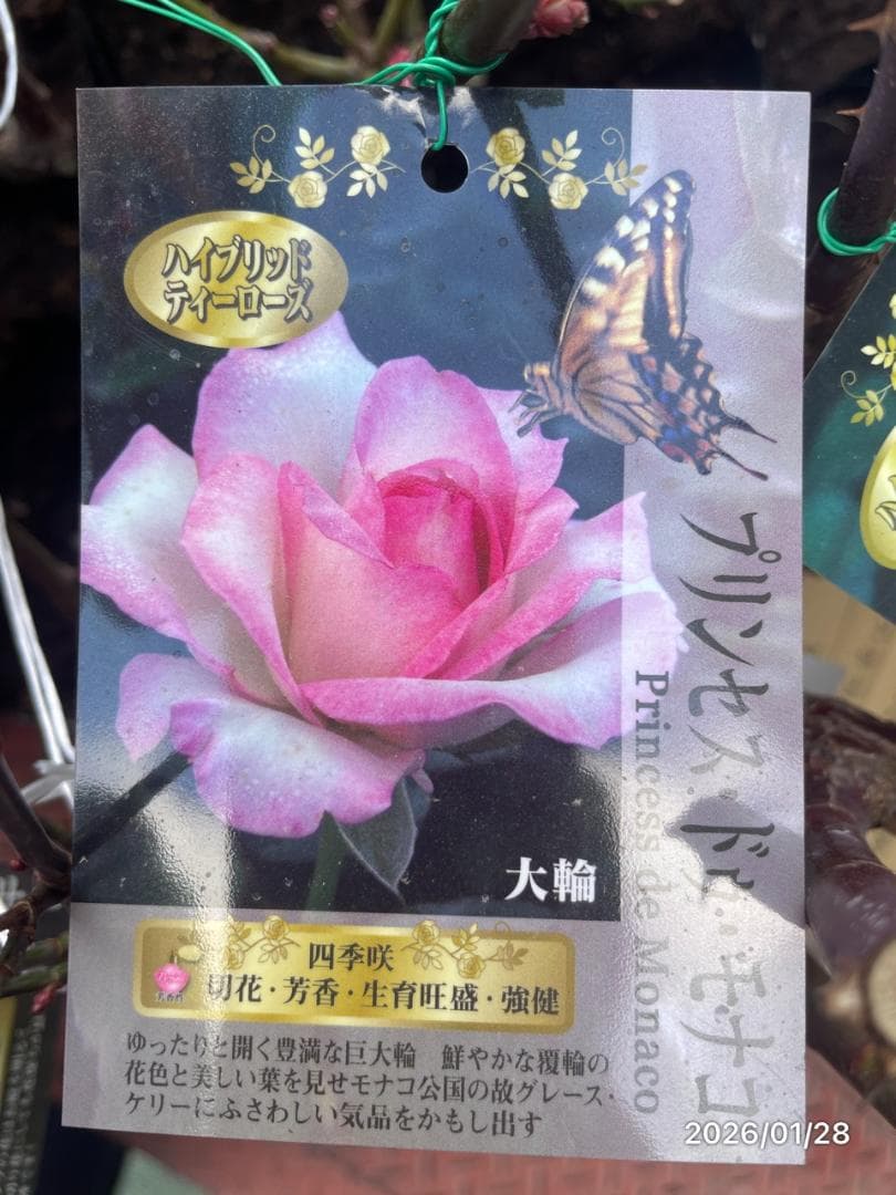 四季咲き　バラ　15株