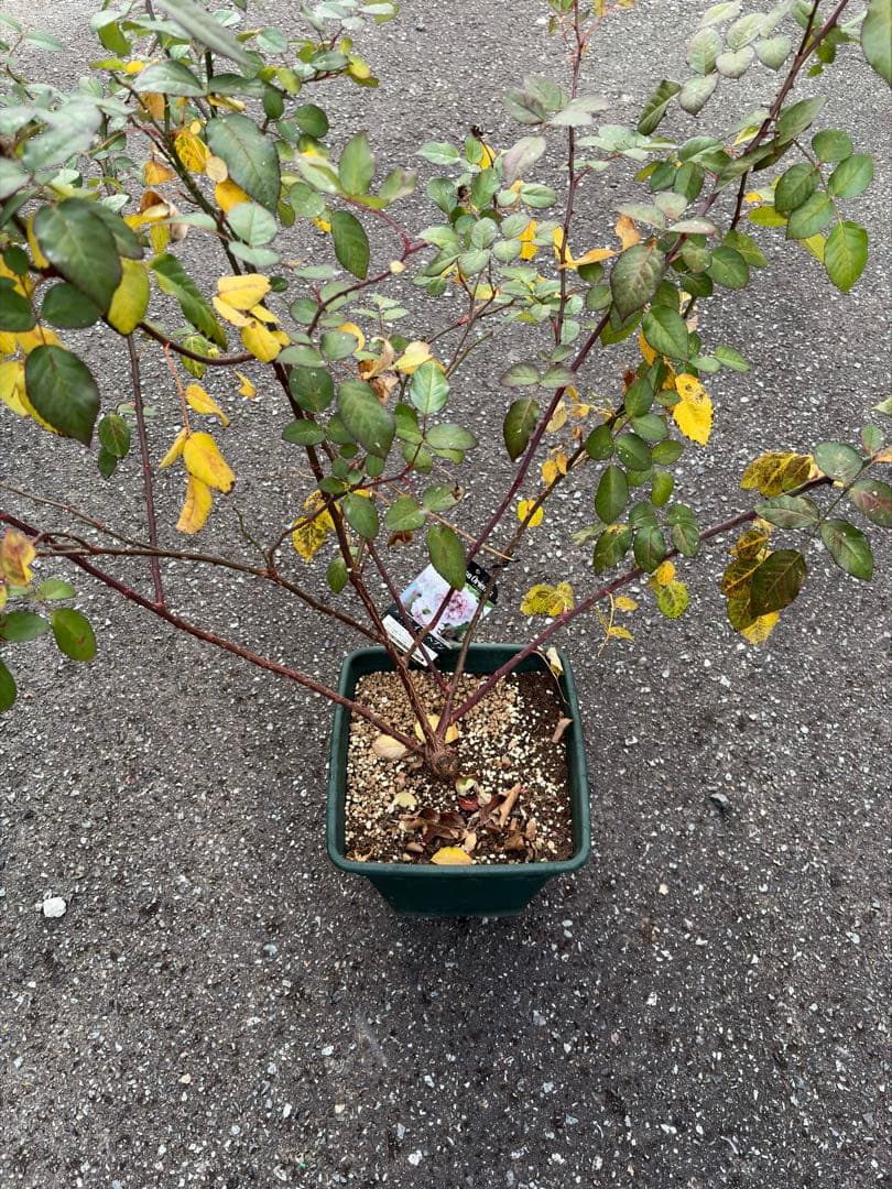 Cake　バラ苗ページ1