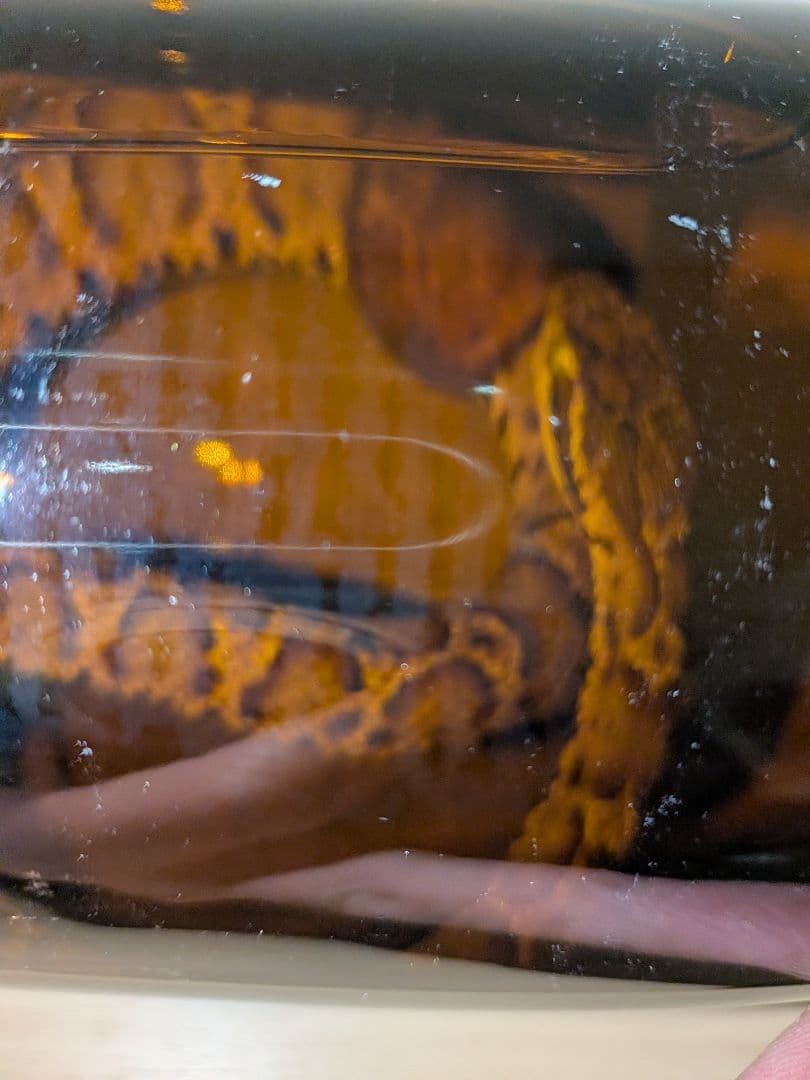 マムシ酒（岐阜県産）