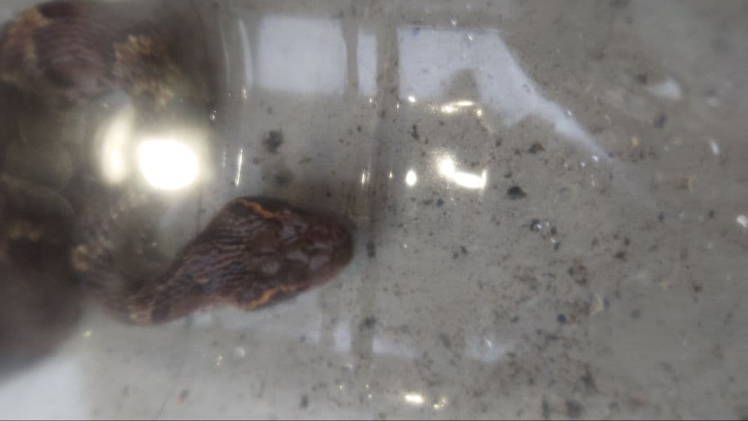 マムシ酒（岐阜県産）