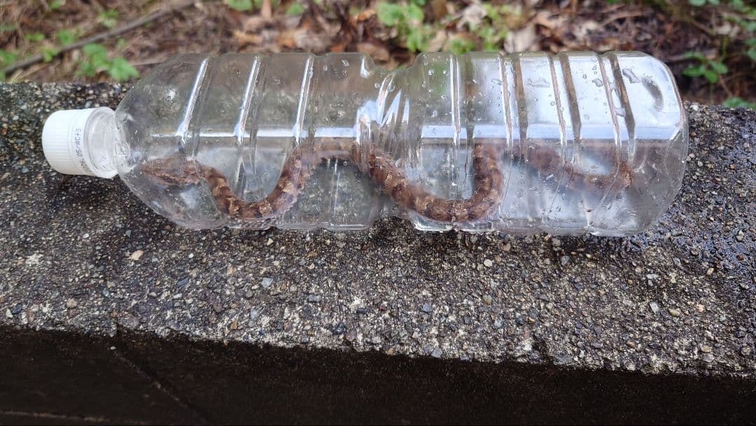 マムシ酒（岐阜県産）