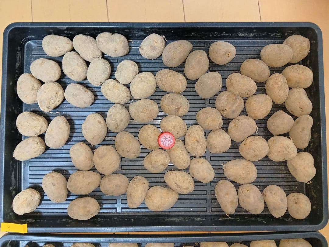 10kg m206 インカのめざめ 種芋