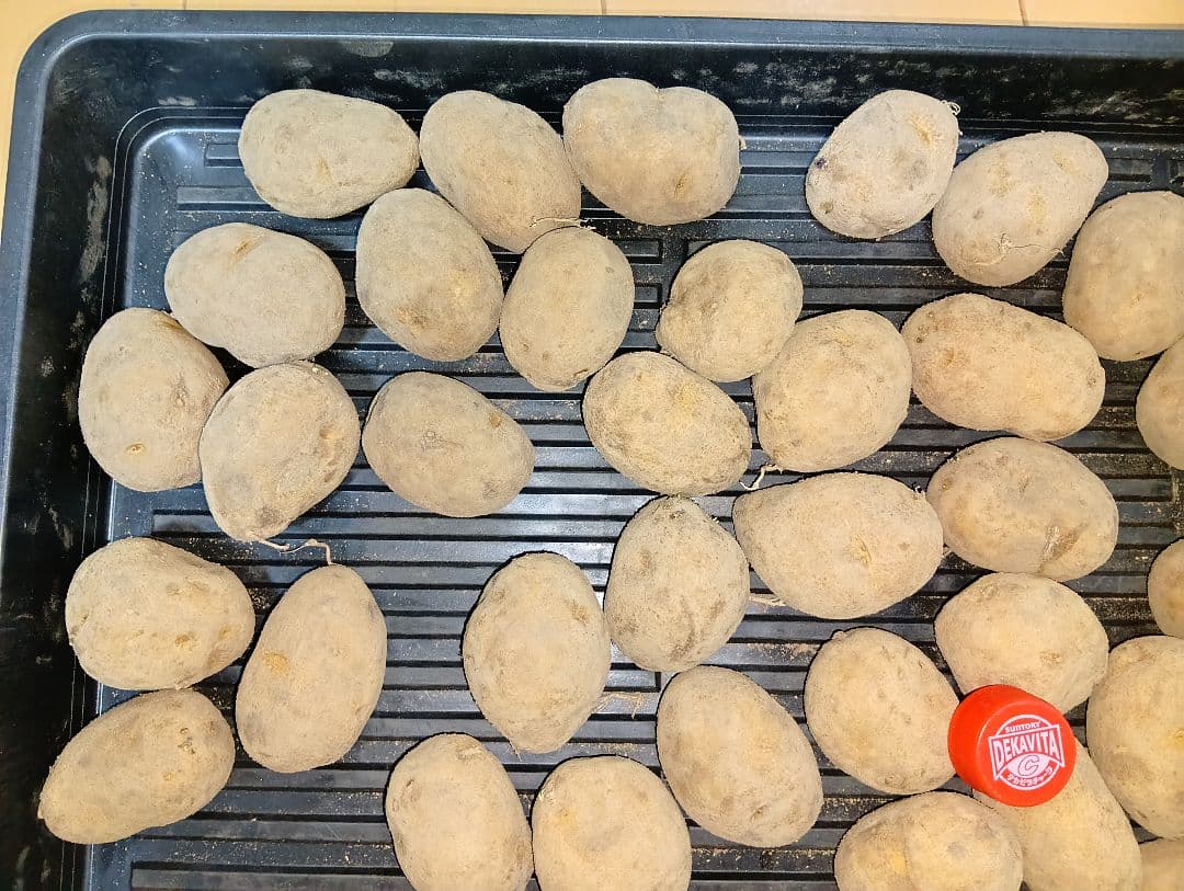 10kg m206 インカのめざめ 種芋